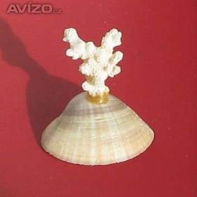 Korál na mušli - Kuba / 18605380