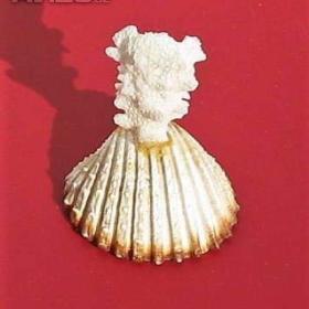 Korál na mušli -  Kuba  / 18605383