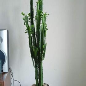 Fotka k inzerátu PRODÁM KRÁSNÝ SUKULENT PRYŠEC! ! !  / 19388629