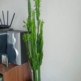 Foto inzerátu PRODÁM KRÁSNÝ SUKULENT PRYŠEC!!!