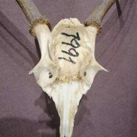 Fotka k inzerátu Paroží Parohy Trofej s Jelena / 18180856