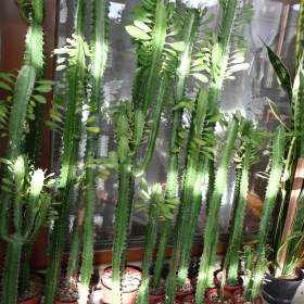 Foto inzerátu Vzrostlé pryšce (Euphorbia trigona)