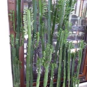 Foto inzerátu Vzrostlé pryšce (Euphorbia trigona)