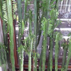 Vzrostlé pryšce (Euphorbia trigona) / 18698540