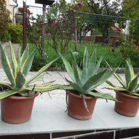 Foto inzerátu Agave americana