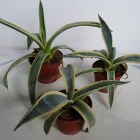 Foto inzerátu Agave americana