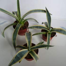 Foto inzerátu Agave americana