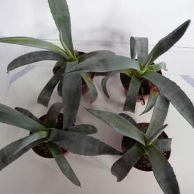 Foto inzerátu Agave americana