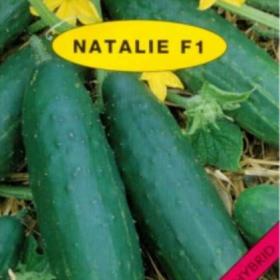Okurka salátová -  Natálie (semena) www. levna- semena. cz / 18722679