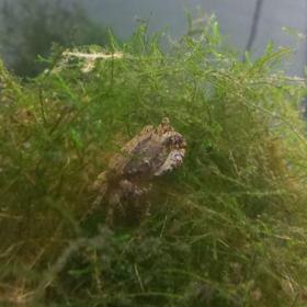 Fotka k inzerátu Akvarijní ryby,šneci, krevetky, rostliny / 19412793