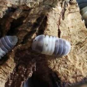 Foto inzerátu Isopody - Stinky