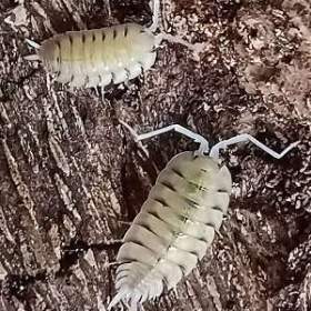 Foto inzerátu Isopody - Stinky