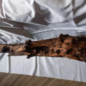 Foto inzerátu Kořen 62 do akvária / terária