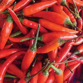 Chilli paprička, Tabasco (semena) rostliny- prozdravi. cz / 18798810