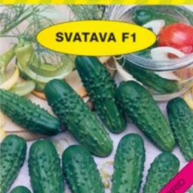 Okurka nakládačka hruboostná Svatava F1 (semena) levna- semena. cz / 18805645