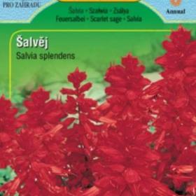 Šalvěj zářivá, červená (semena) www. levna- semena. cz / 18811924