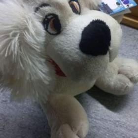 Foto inzerátu Plyšový pes