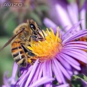 seznameni / 18880865