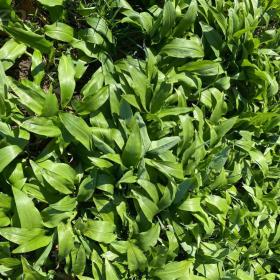 Medvědí česnek - sazenice / 18934340