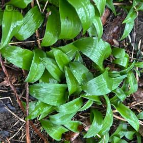 Foto inzerátu Medvědí česnek - sazenice 