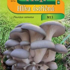 Hlíva ústřičná světle fialová, sadba -  www. rostliny- prozdravi. cz / 18942951