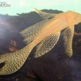 Foto inzerátu Prodám Ancistrusy, Platy, mikru a mech.