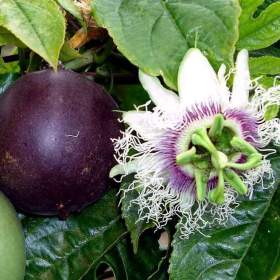 Fotka k inzerátu sazenice Passiflora edulis -  mučenka jedlá / 18986706