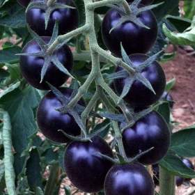 Fotka k inzerátu semena rajče Blackball / 18988201