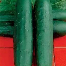 Fotka k inzerátu semena okurka salátová Perseus F1 / 18988290