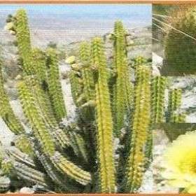 Fotka k inzerátu Kaktus Corryocactus brevistylus -  SEMENA / 18989931