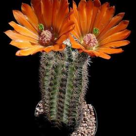 Fotka k inzerátu Kaktus Echinocereus lloydii SB 731 Pecos Tx -  semena / 18989935
