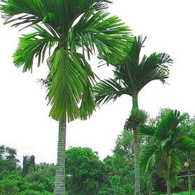 Fotka k inzerátu semena palma Areca catechu -  Areka obecná / 18994669