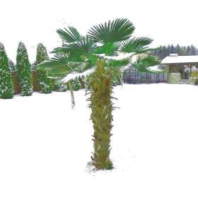 Fotka k inzerátu semena palma Trachycarpus Wagnerianus / 18994670