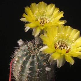 Fotka k inzerátu semena kaktusu Lobivia chrysantha / 18995260