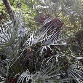 Fotka k inzerátu sazenice palma Chamaerops humilis -  Žumara nízká / 18996145
