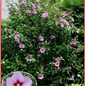 Fotka k inzerátu Hibiscus Syriacus L -  Ibišek syrský fialový -  semena / 19001077