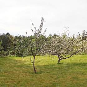Fotka k inzerátu pěkný pozemek u lesa / 19299484