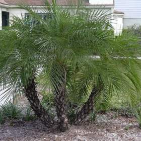 Fotka k inzerátu naklíčená semena palma Phoenix roebelenii / 19008647