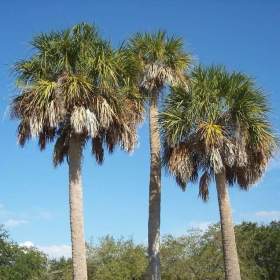 Fotka k inzerátu naklíčená semena palma Sabal palmetto / 19008651