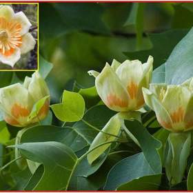 Fotka k inzerátu Liriodendron tulipifera -  Liliovník tulipánokvětý -  semena / 19010211