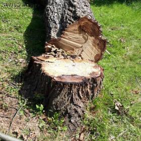 Kmen velkého ořechu / 19013727