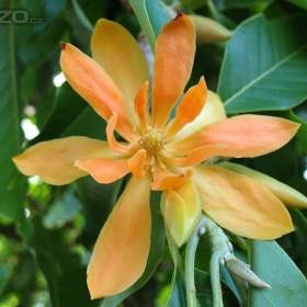 Fotka k inzerátu semena Michelia Champaca -  Magnolia Champaca / 19018082