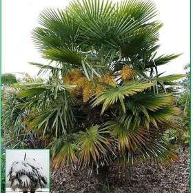 Fotka k inzerátu sazenice palmaTrachycarpus Fortunei 1- 2 první listy / 19028450