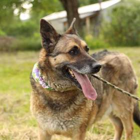 NEMESIS -  33 kg, kastrovaná fenečka 8 let  / 19037410