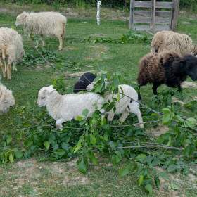 Fotka k inzerátu Ouessantská (quessantská) ovce  / 19052335