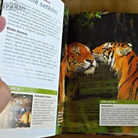 Foto inzerátu Tygři výprava do bažin - DVD