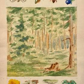 HOUBY, ROSTLINY A HMYZ V LESE -  NEZNÁMÝ AUTOR / 19146583