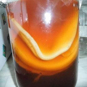 KOMBUCHA-  ČAJOVÁ HOUBA / 19159278