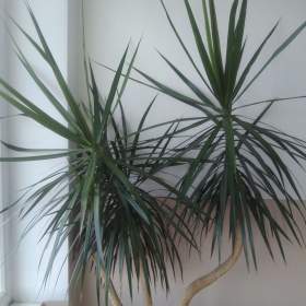 Foto inzerátu Palma dracena.