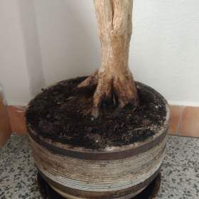 Foto inzerátu Palma dracena.